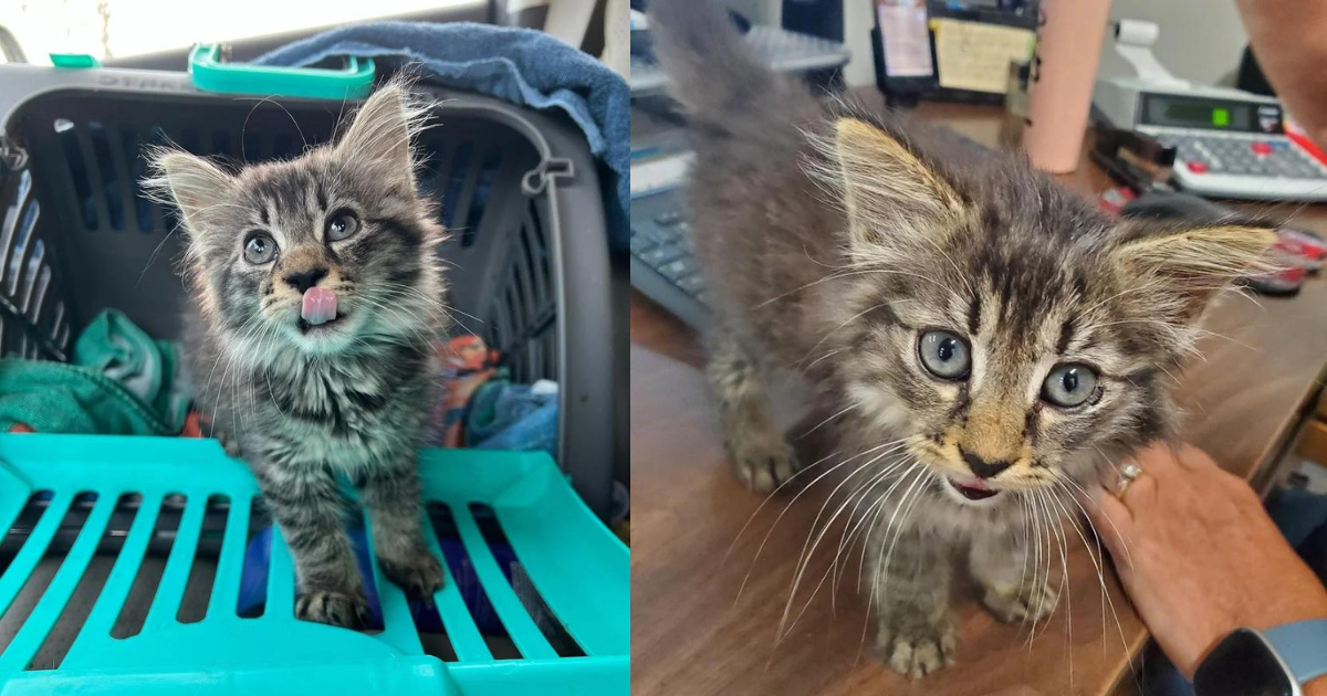 Worker Saw Stray Kitten Running Up to Him in a Warehouse and Jumping into His Arms