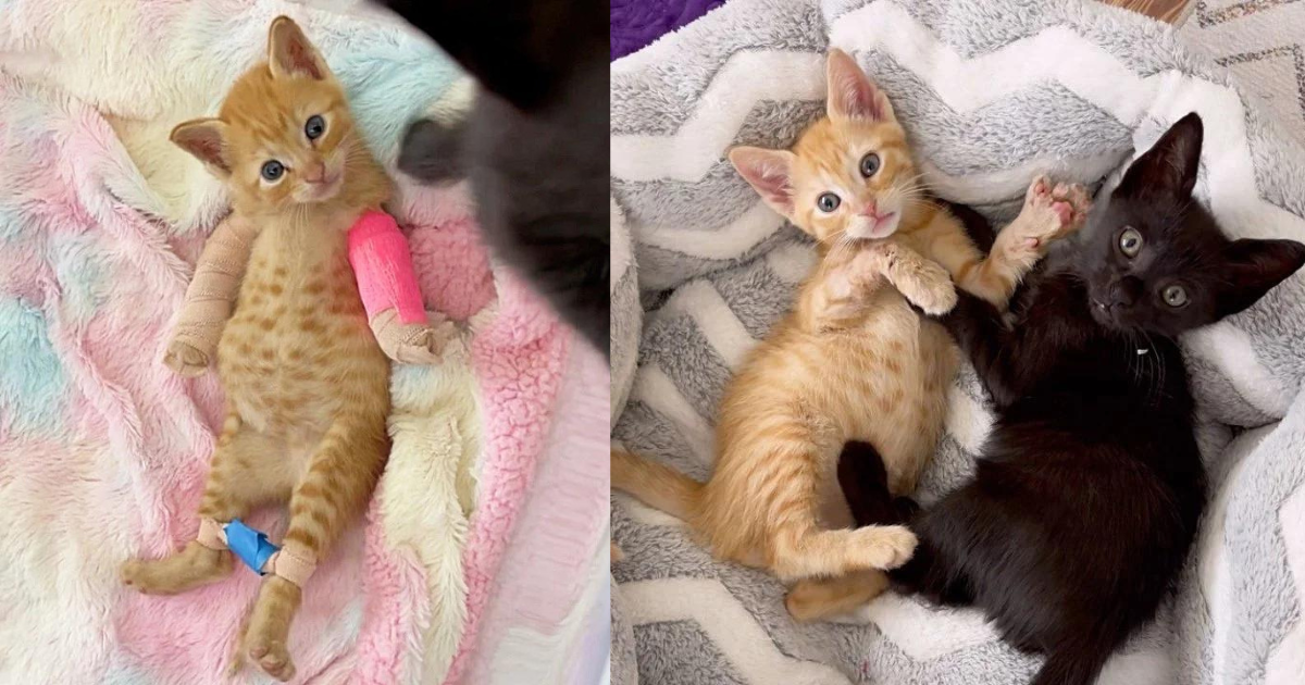 Kittens Brought to Front Yard by a Cat, One of Them Needed Help So He Could Walk and Run with His Brother