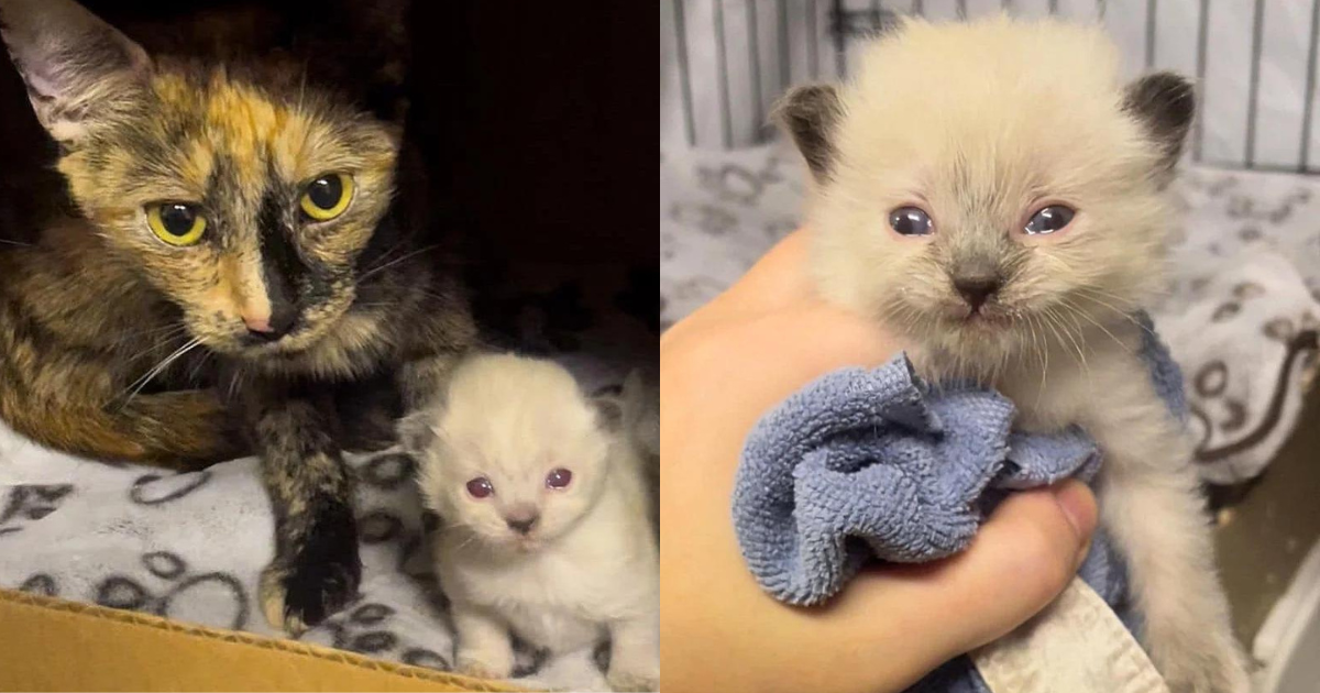 Kitten Begins to Improve Alongside Cat When Family Steps in and Makes a Difference in Their Lives