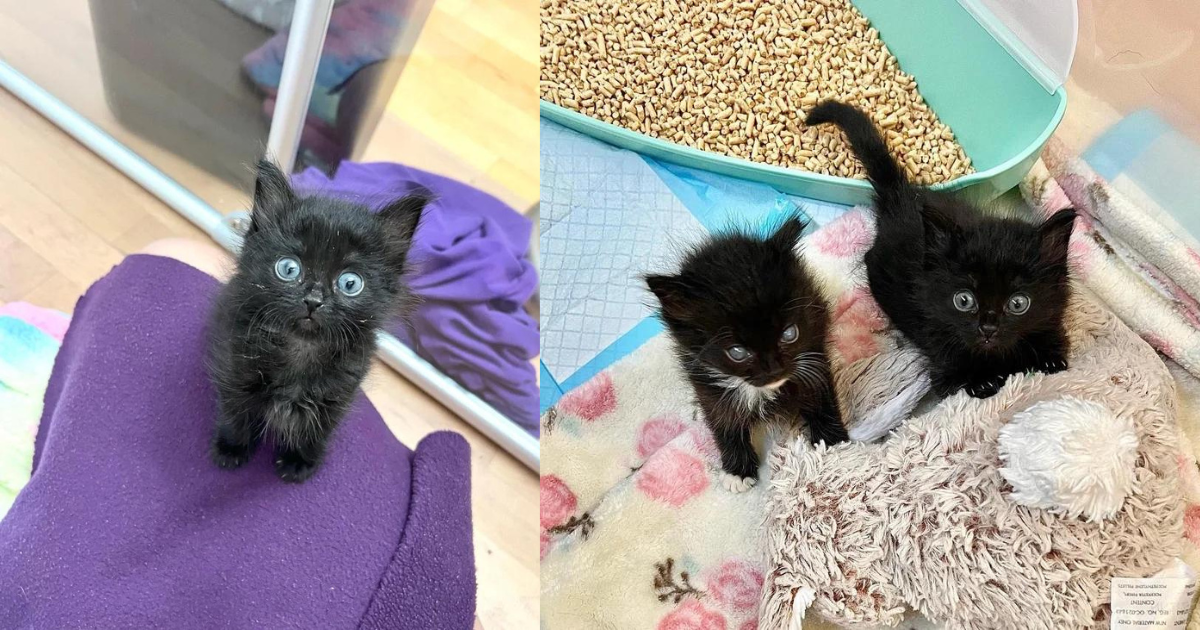 Two Kittens Seek Help Together, One of Them Appears Blind But Days Later They Discover He Can See