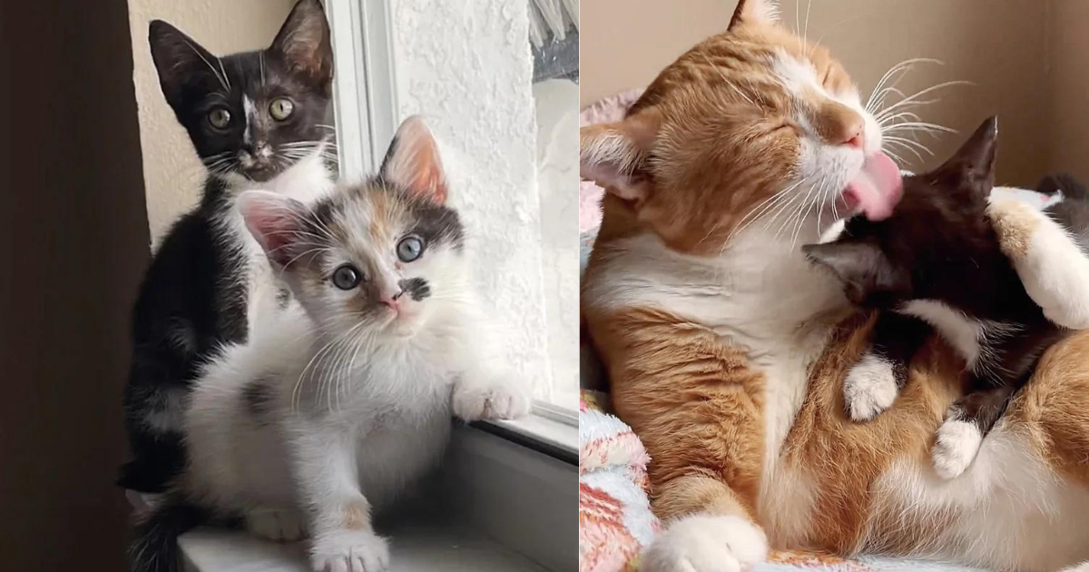 Kitten Stuns Everyone with Her Progress After She was Out of Shelter and a Cat Offered His Help