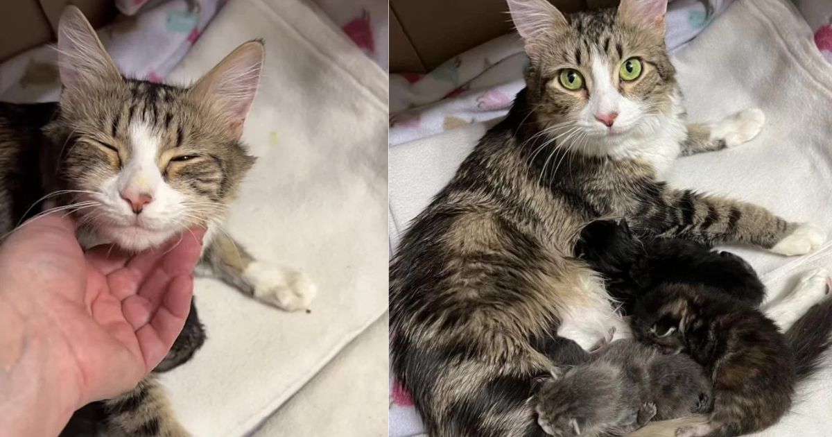 Cat Said to Be ‘Unsocialized’ at Shelter Changes Completely When Kind People Open Their Home to Her Kittens