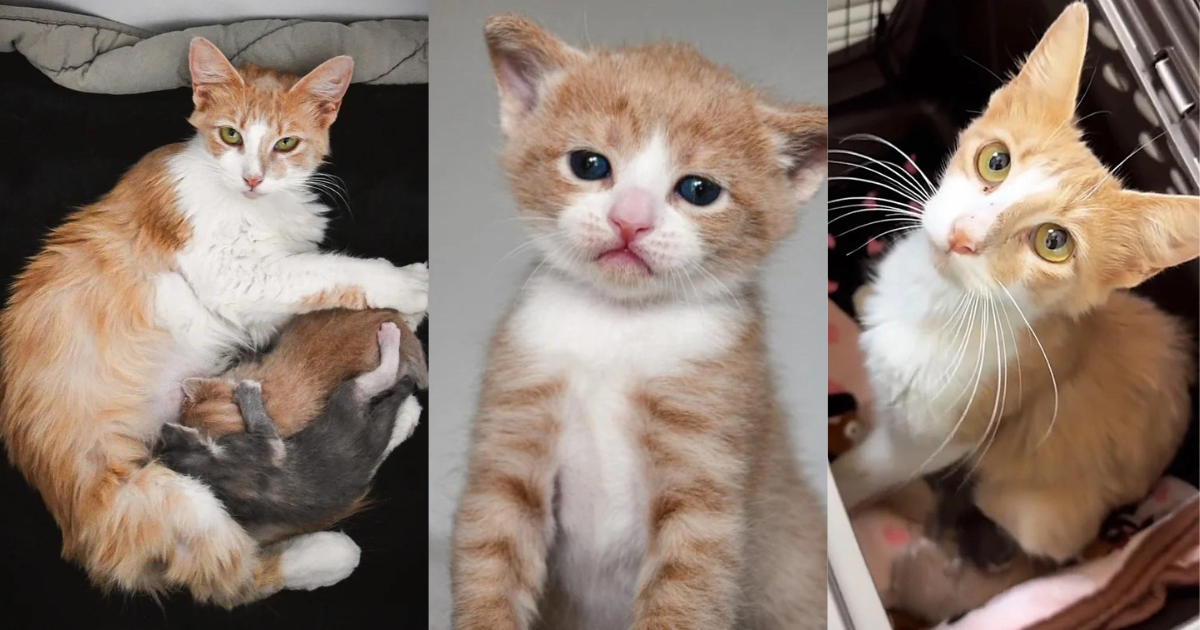 Cat Found in a Field Doing Everything She Can for Her Kittens, Now Has a Whole Family to Pamper Her