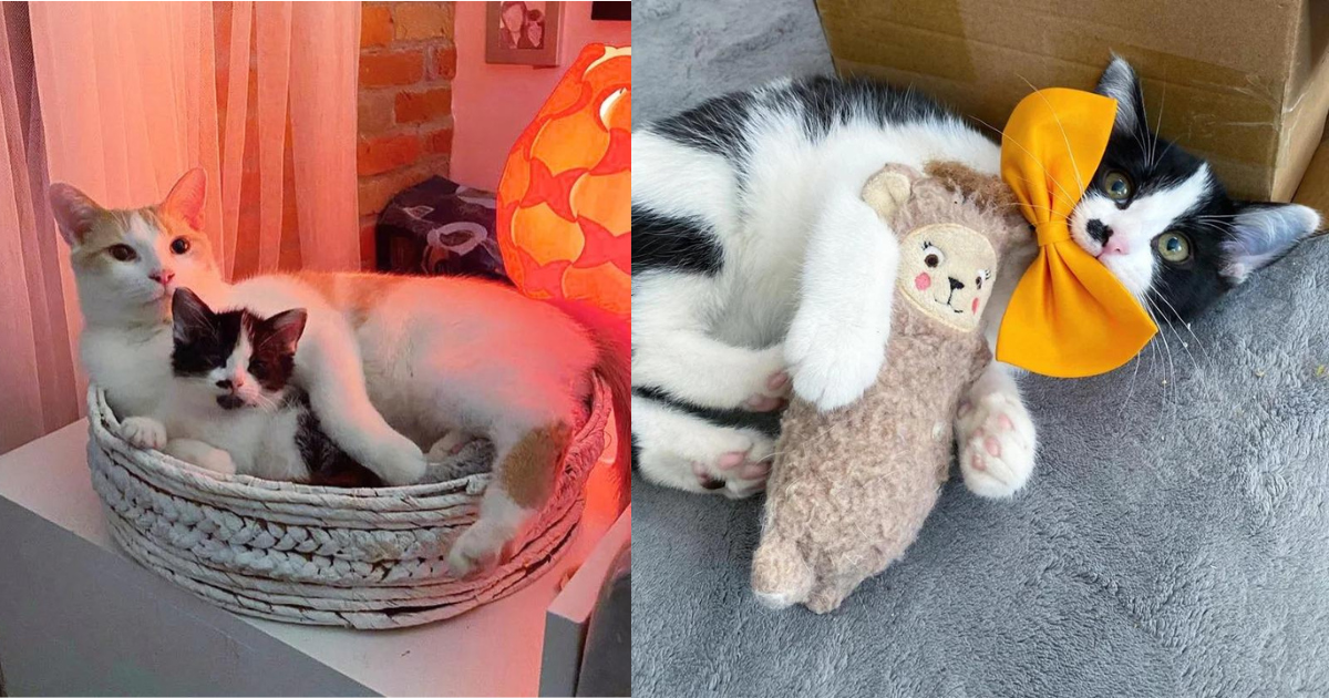 Kitten Tried to ‘Hug’ Himself When Found Next to a House, Now Gives Other Cats and Kittens Endless Affection