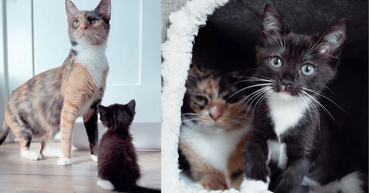 Cat Took Lonely Kitten in As Her Own, 16 Weeks Later They Got Their Best Wish Together