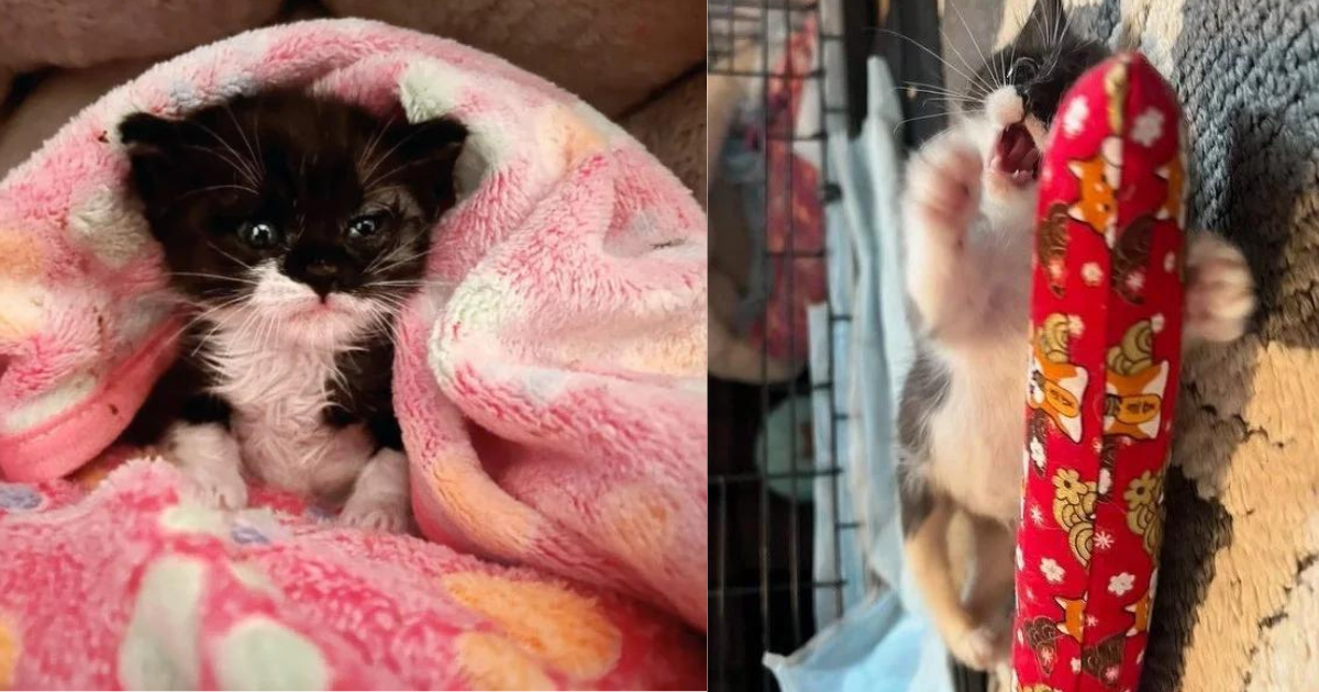 Kitten Can’t Walk for Weeks, Starts to See Remarkable Changes, Now Zooms and Hops Around with So Much Joy