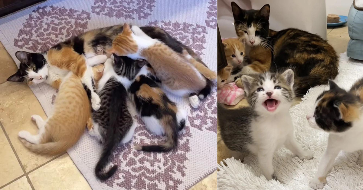 Cat and Kittens Found Outside a Tire Center Give Home Life a Try, It’s the Sweetest Thing