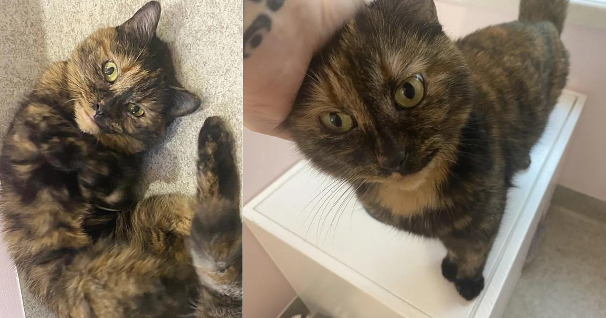 Cat Found Outside Turned Out to Be Former Therapy Cat, Now Tries to Get Everyone to Notice Her