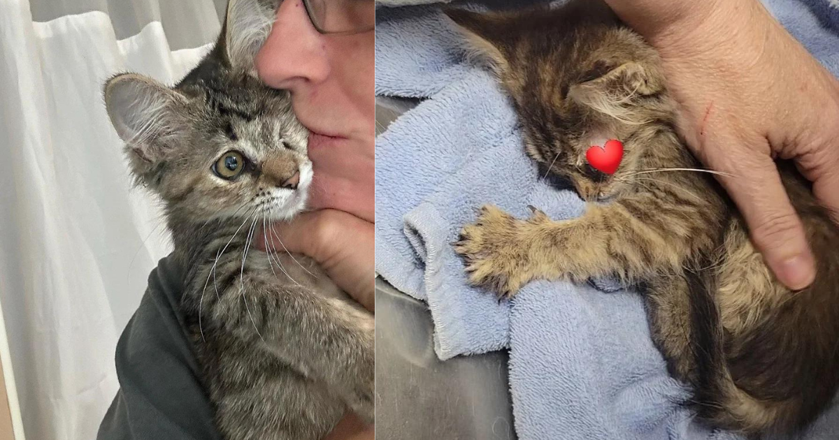 Kitten Appears from Under Stack of Plywood Asking for Help, Once She’s Held, Her World Completely Changes