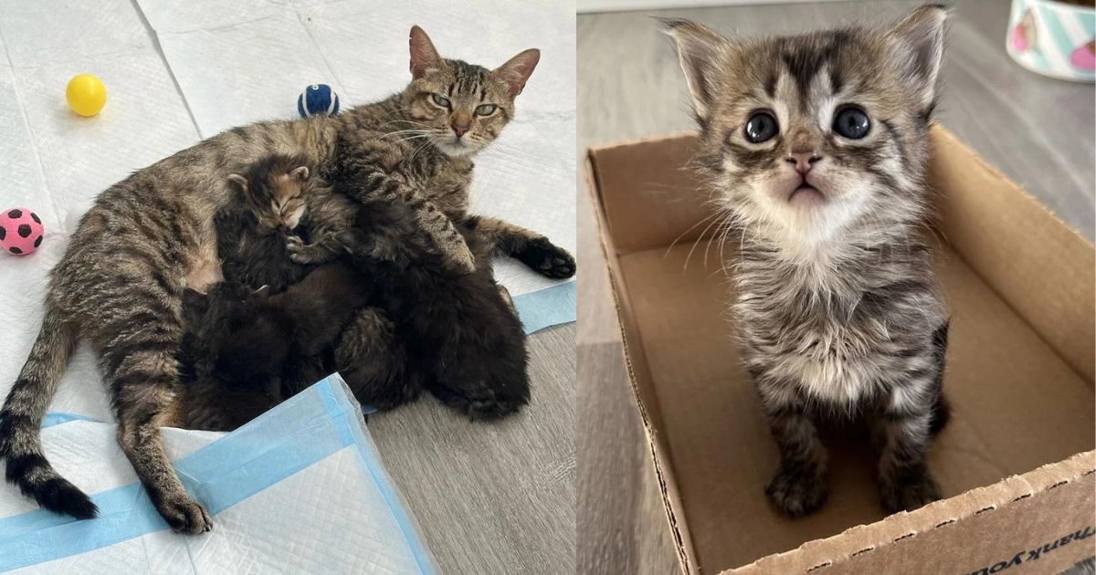 Cat with 6 Kittens Moves into Home Environment after 10 Days in Shelter, Her Demeanor Completely Changes