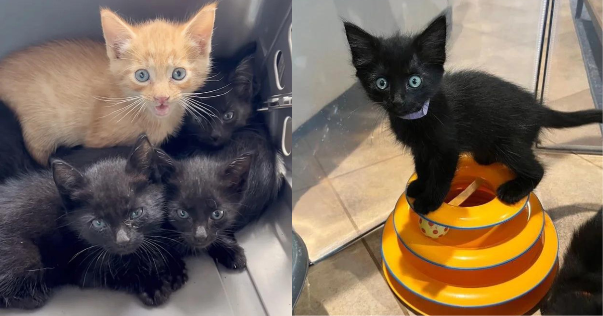 Residents Saw 5 Kittens Under Their Home Needing Help, Days Later They Ended Up with Seven