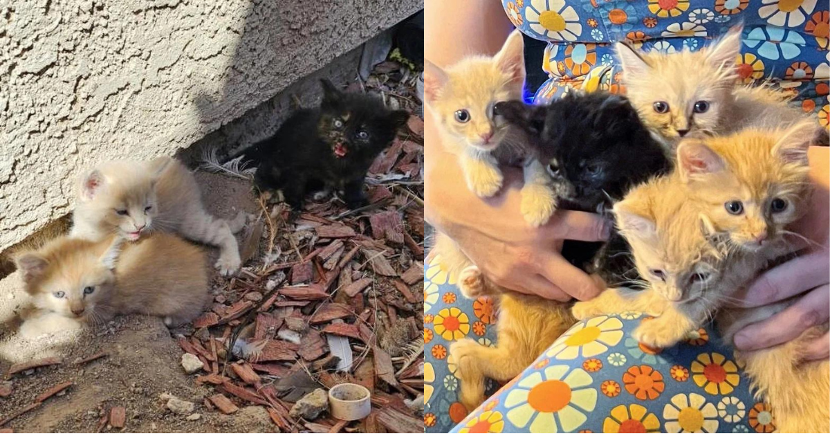 6 Kittens Dropped off in a Backyard by a Stray Cat so They Can Have a Better Life