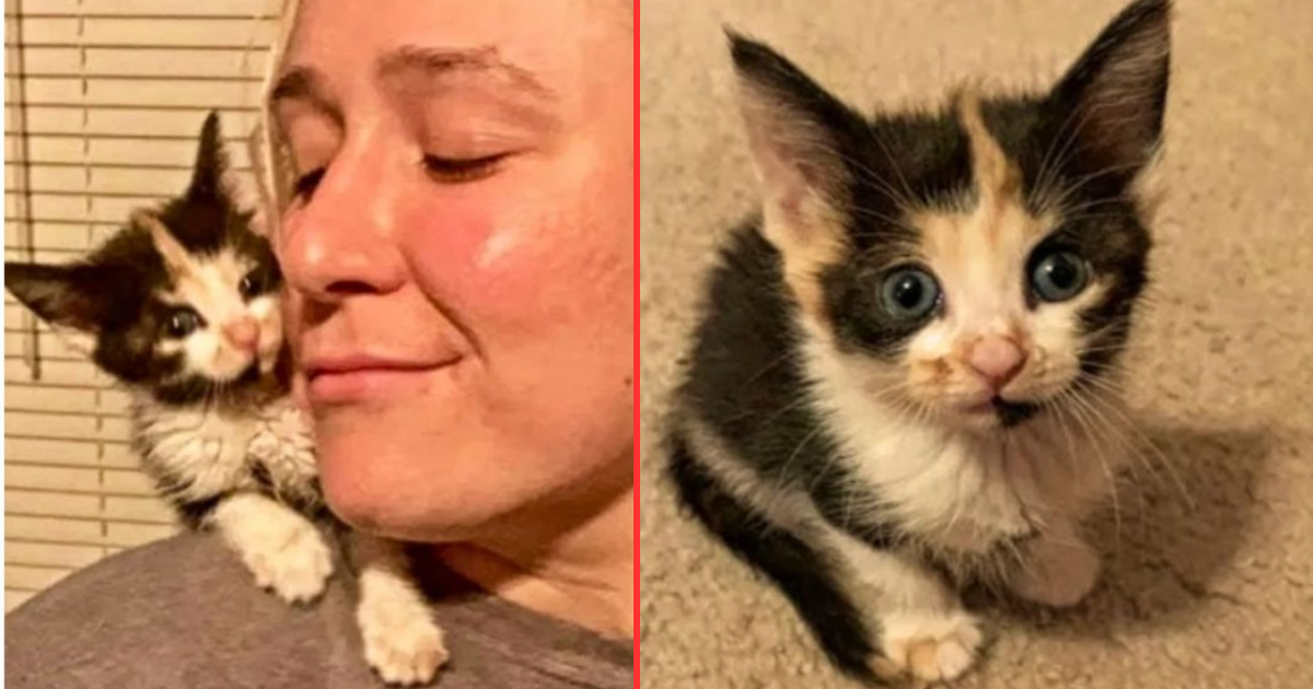 Woman Falls In Love With A Kitten And Drives An Astounding Thousand Miles To Bring Her Home