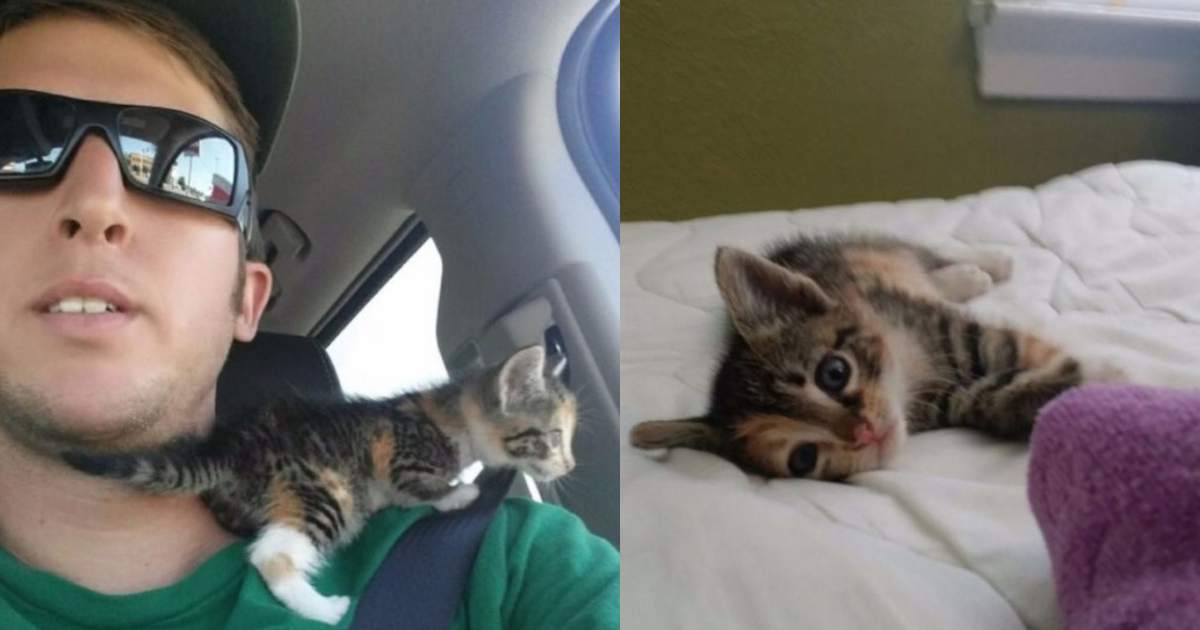 Kitten Rescued From The Busy Street Finds Peace And Falls Asleep In Her Hero’s Truck