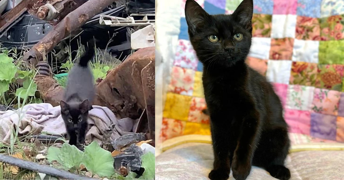 Kitten Jumps Out of the Woods and Runs Straight to People, In a Few Days Her Life Takes an Exciting Turn