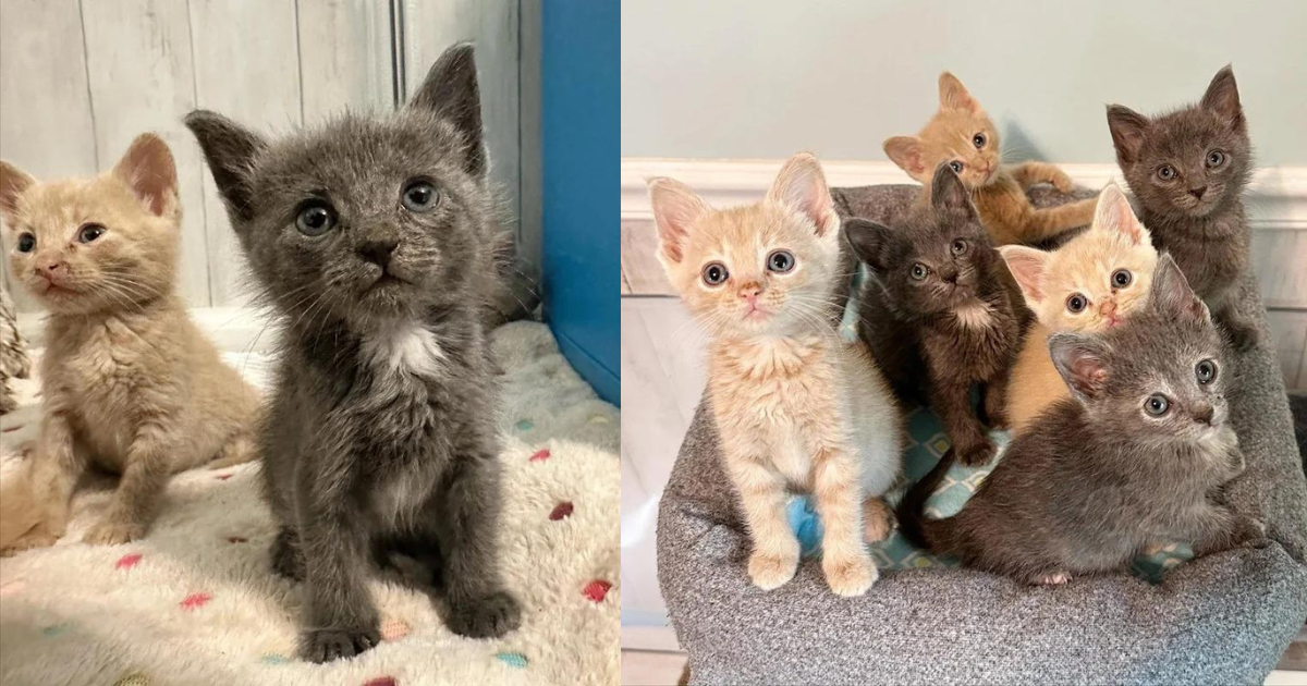 Six Kittens Convince Shelter Volunteer to Take Them Home so They Can Have What They Wanted Together