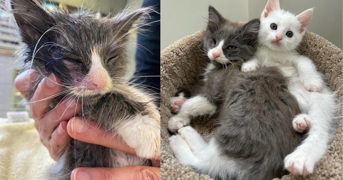 Kitten Purrs Constantly After Being Saved and Starts Helping Other Cats in the Sweetest Way