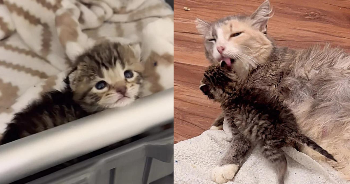 Kitten Crying All Night Outside Finds a New Cat Mom One Day, It Changes Everything for Her