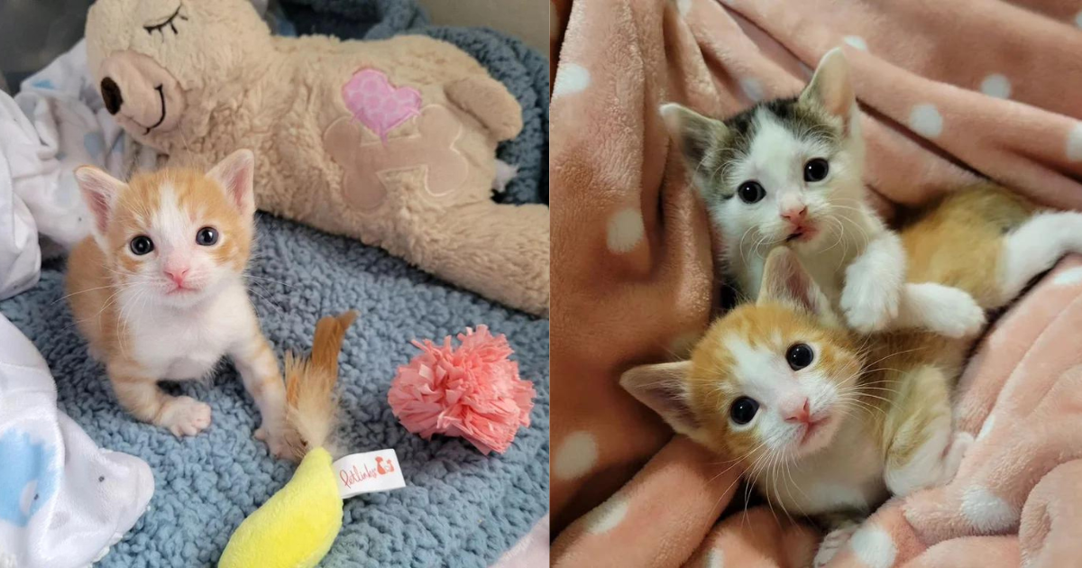 Kitten Gets His Leg Fixed Then Goes on to Find Another Kitten Who Makes Him Feel Whole