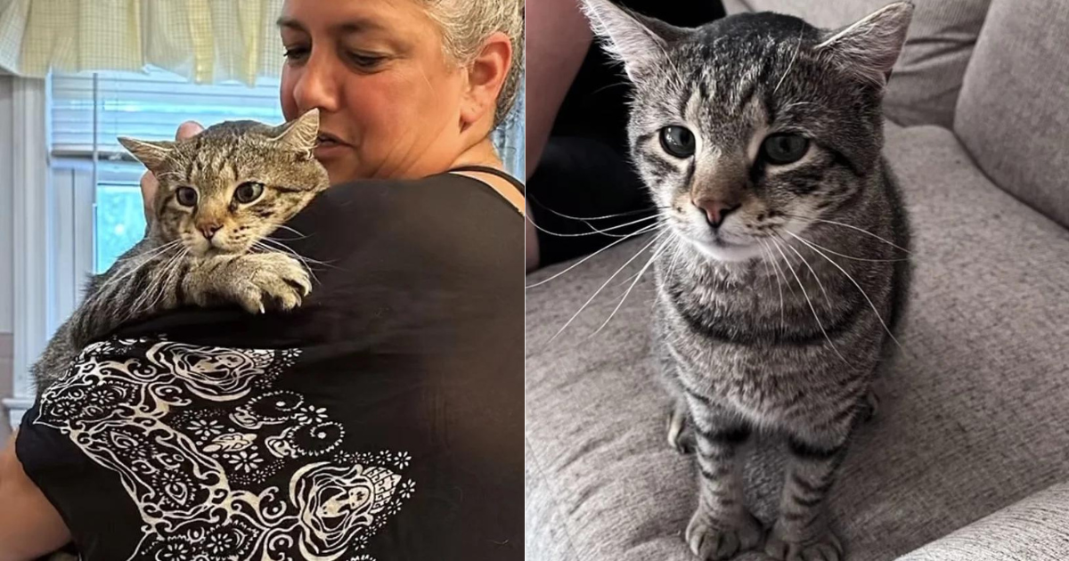 Cat Waltzed Up to Everyone and Interrupted Picnics at Playground Until He Found People to Take Him in