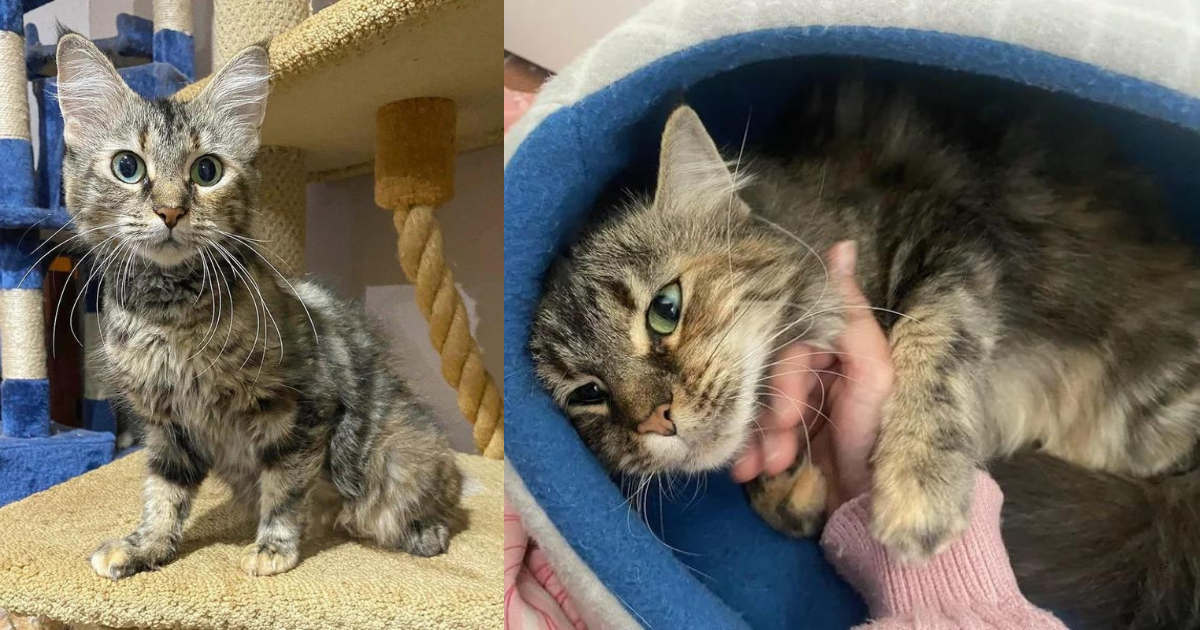 Cat Taken Out of Kennel with Kittens and Given Safe Place, She Truly Transformed with a Few Months of Change