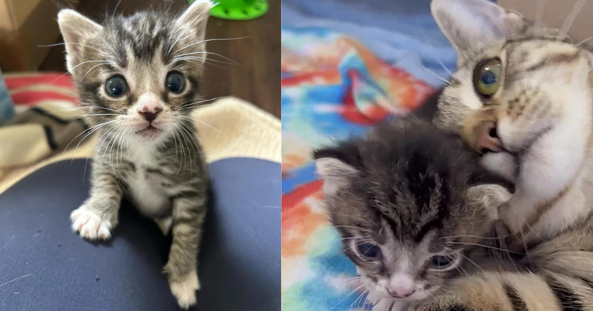 Cat with a Single Kitten Finds Someone to Let Them in and Even Plays Fetch Every Day to ‘Thank’ Them