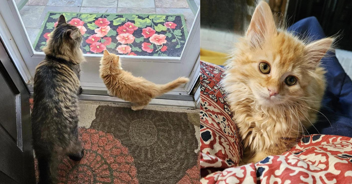 Kitten Comes from Under a Deck, Determined to Convince a Resident Cat that They Should Be Together for Life