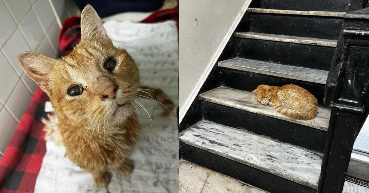 Cat Found on Stairs in Apartment Building by Kind Neighbor, 2 Weeks Later His Life Completely Changed