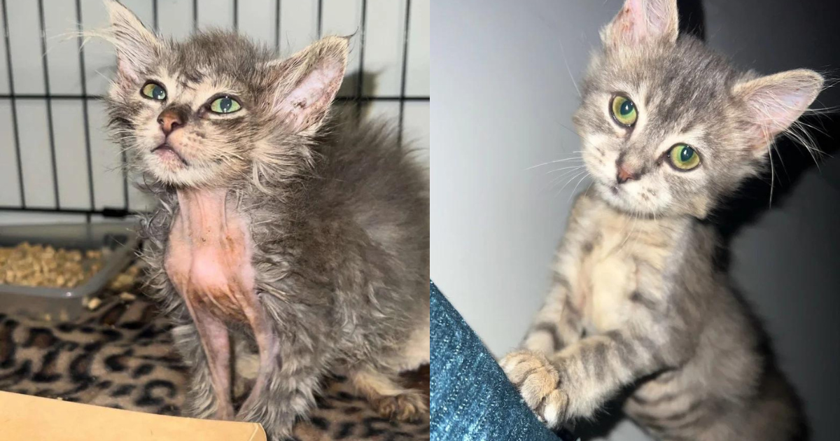 Young Cat Found at Job Site Undergoes Dramatic Transformation After Just a Few Weeks in a Home