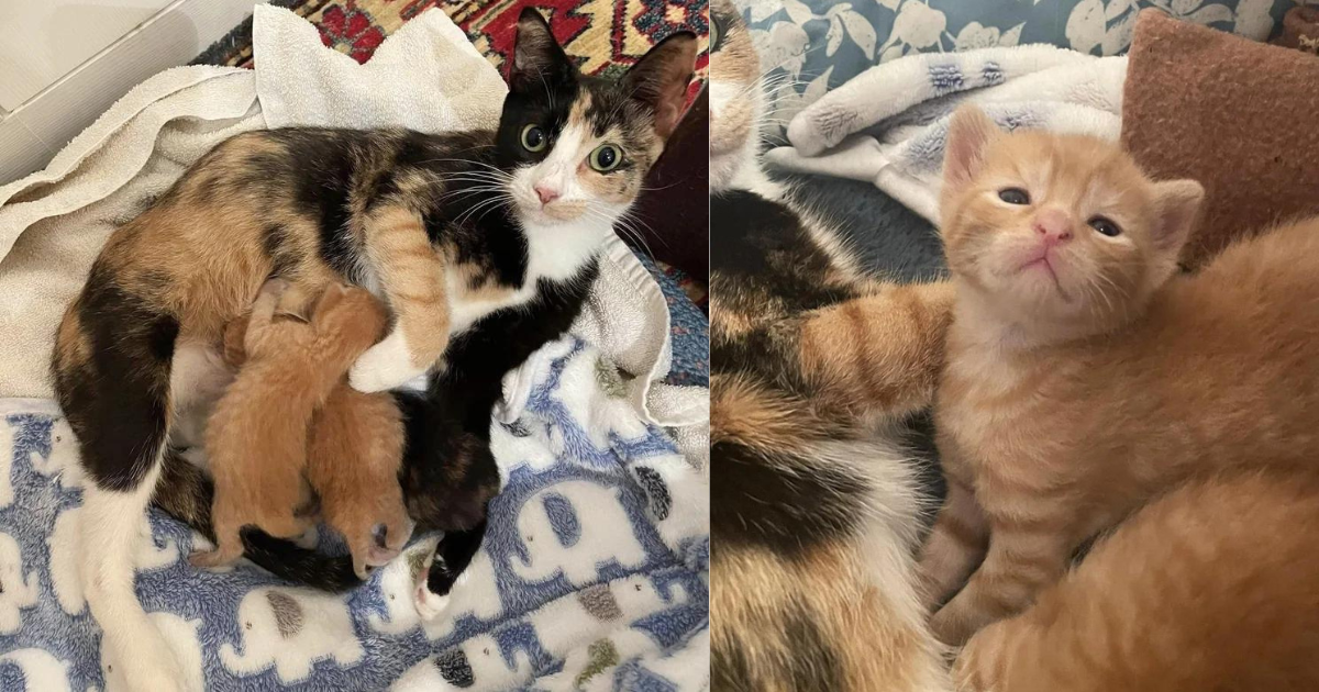 Cat Stumbles Upon Kind Person at Gas Station and Leads Her to Where She’s Hidden Her Kittens