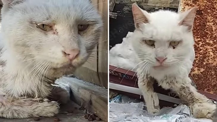 Desperate Cat With Broken Paws Lies Injured Hoping For A Hero To Rescue Her