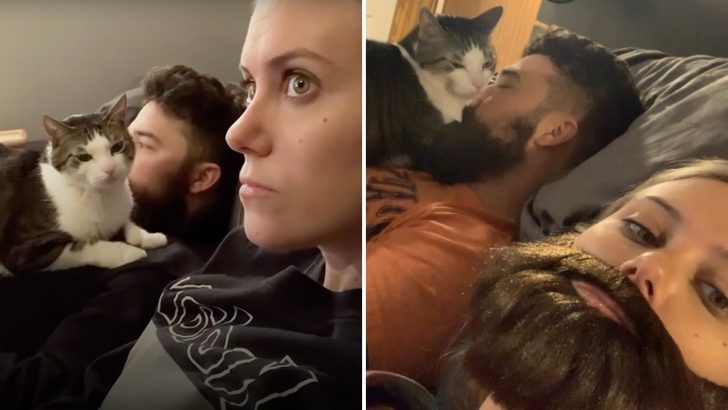 Woman Adopts A Neglected Cat Not Knowing He Was About To Steal Her Husband