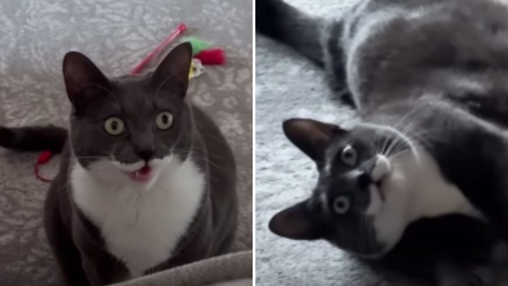 This Special Kitty Chats In The Most Adorable Way With Her Owners