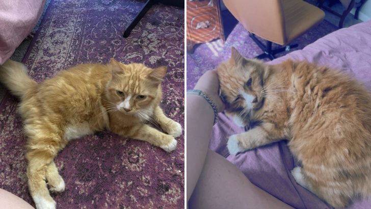 Woman Rescues Senior Cat Left Behind By Her Neighbors After They Moved