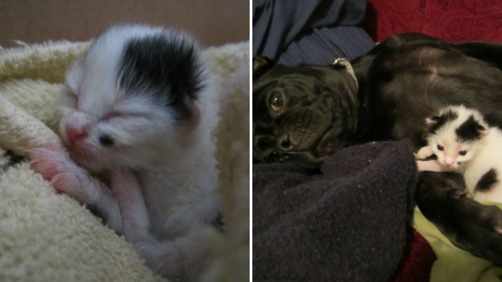 Pup Heroically Rescues Two-Day-Old Kitten Stuck Under A Heavy Log Sparking A New Friendship