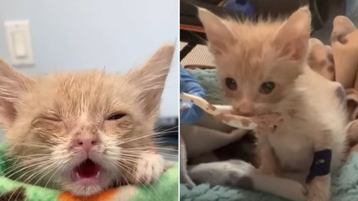 Sick Kitten Was Put On Euthanasia List Until A Man Turned His Life Around