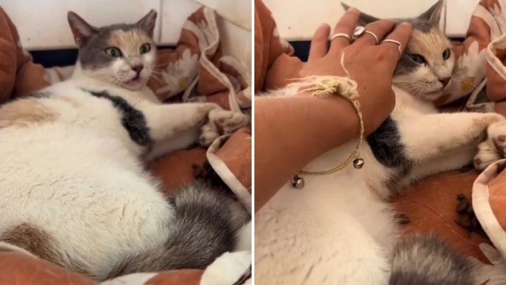 Paralyzed Cat Defies All Odds And Proves Miracles Do Happen