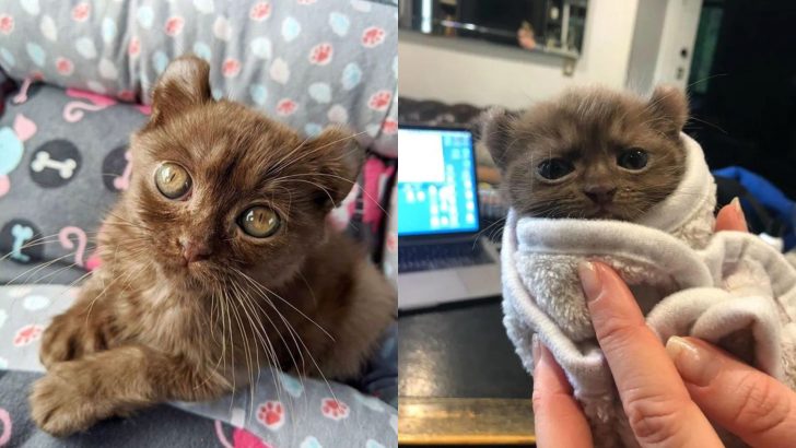 Kitten With Twisted Legs And Teddy Bear-Like Ears Gets A Chance For A Better Life