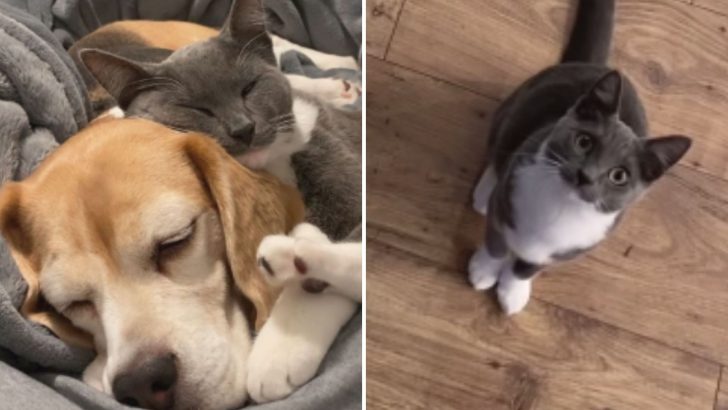 Cat Raised By Her Canine Sibling Only Understands ‘Dog Behavior’ And She Does It With Pride