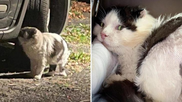 Rescued Stray Cat Is So Happy To Be Out Of The Cold And Pain