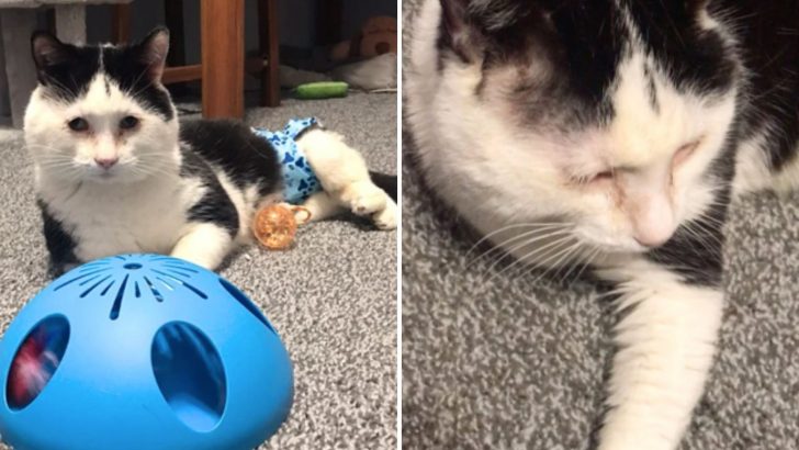 Cat With Unique ‘Handstand’ Birth Defect Finally Gets To Live His Best Life